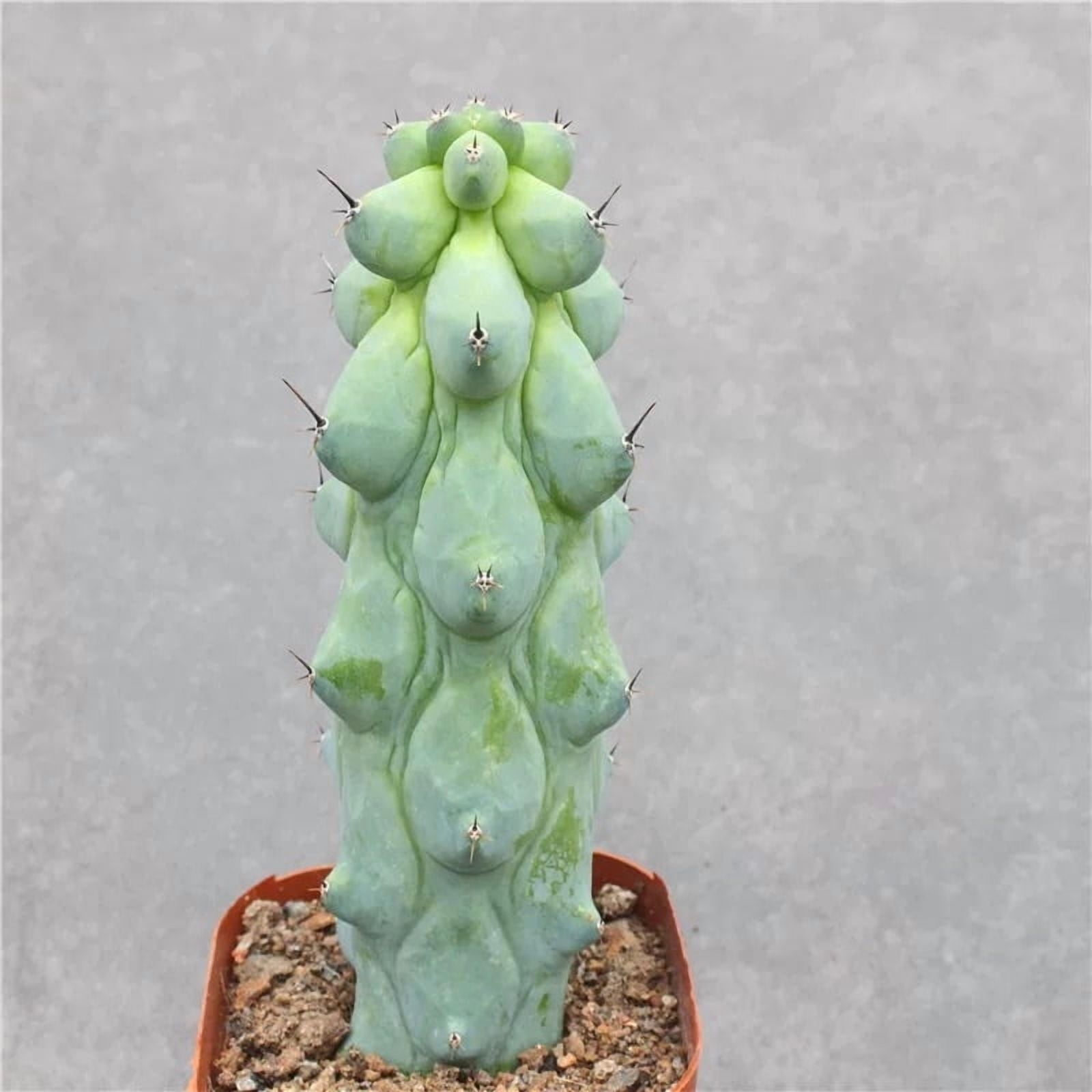 Boobie Cactus Live Plant 4-6 inches- Myrtillocactus Geometrizans Fukurokuryuzinboku - Unique Succulent for Indoor/Outdoor Decor