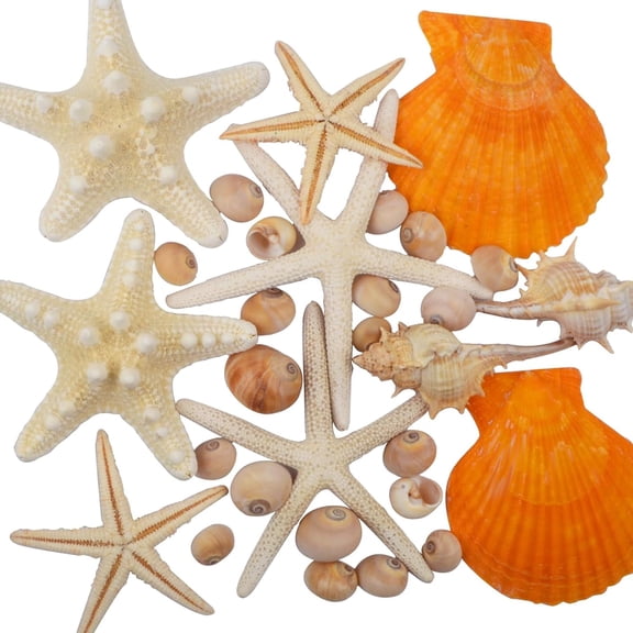 30pcs Large Sea Shells for Crafts, Mixed Ocean Natural Seashell Finger Starfish Scallop Mini Conchs Vase Filler Fish Tank Ornaments for Beach Theme Party Home Decor DIY Crafts