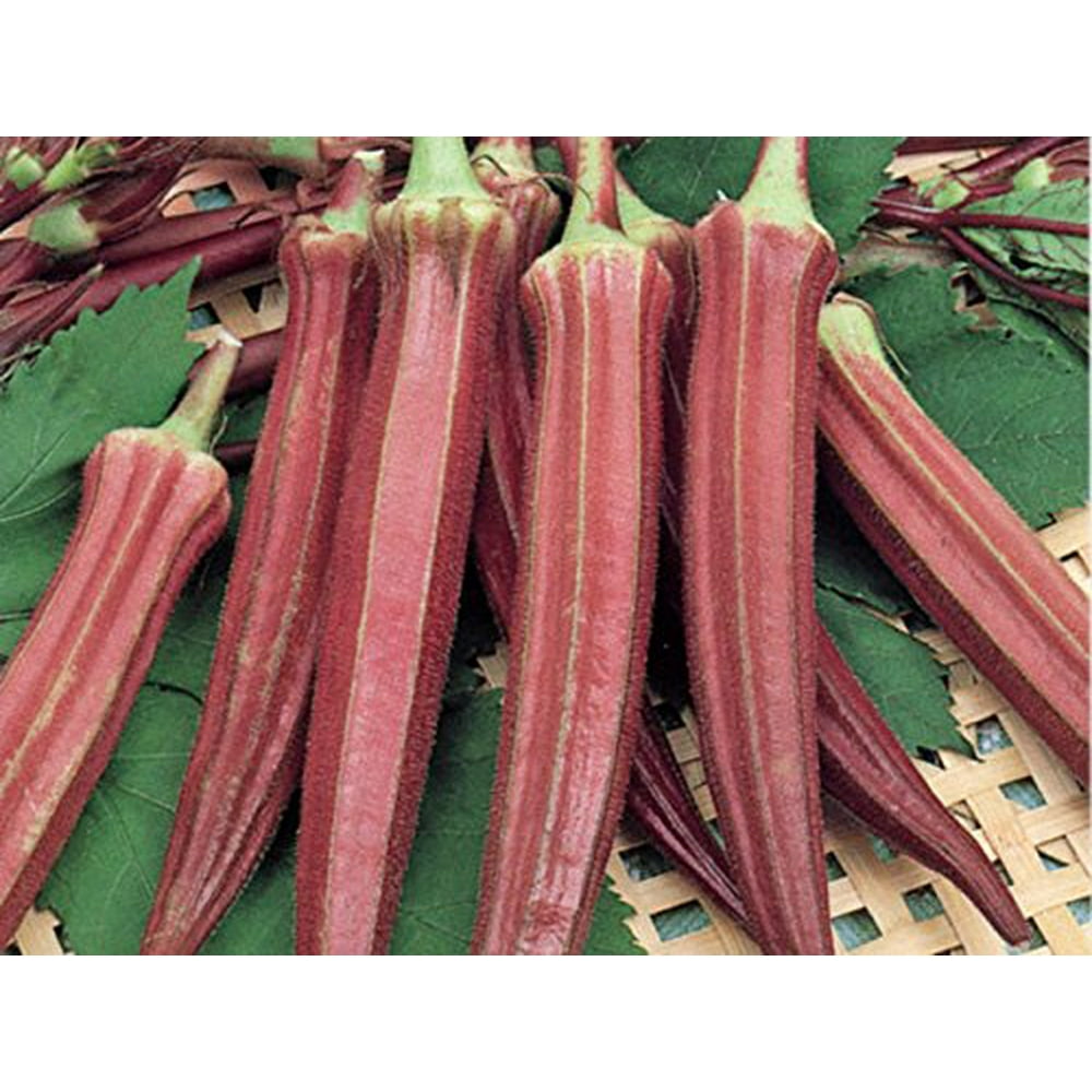 Okra RED Burgundy Great Heirloom Vegetable 2,000 Seeds BULK Wholesale