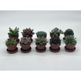 thumbnail image 2 of Teacup Succulent Assortment, 10 Different Plants, in 1 inch pots with Saucers, Super Cute, Best Plant Gift, Party Favors, Variety Bundle, 2 of 6