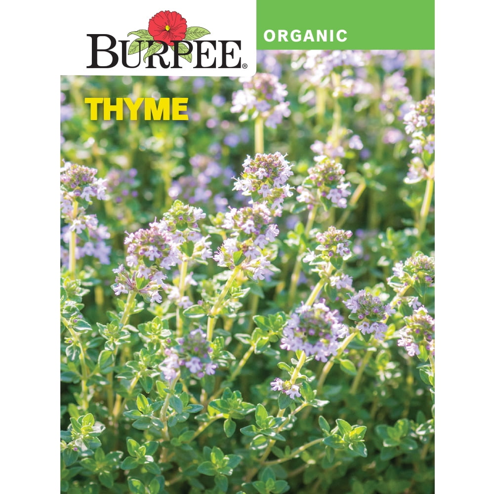 Burpee Organic Thyme Herb Seed, 1pack