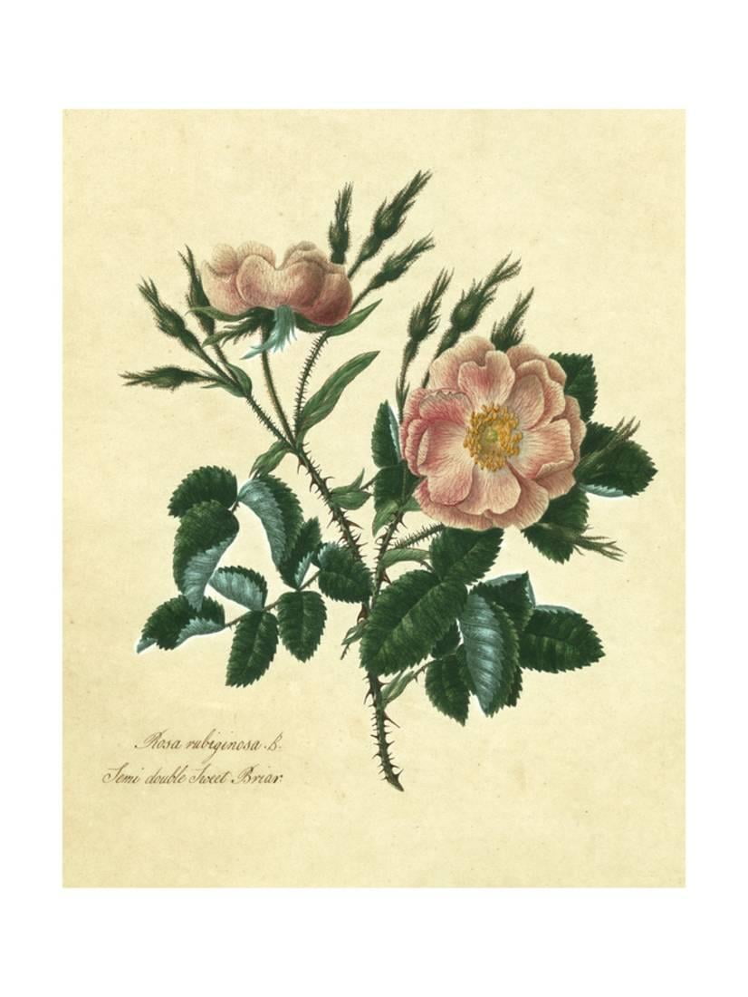 La Verne Lordsburg Sweet Briar Roses Orange Citrus Fruit Crate Label Art Print