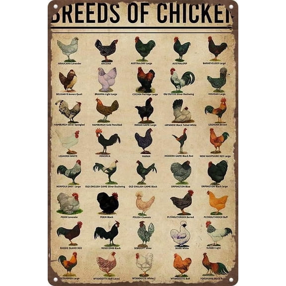 Breeds Of Chickens Metal Signs Vintage Chicken Knowledge Retro Poster Wall Art Tin Sign Funny Decorations for School Farm Cafe Bar Bedroom Bathroom Kitchen Home 8x12 inches