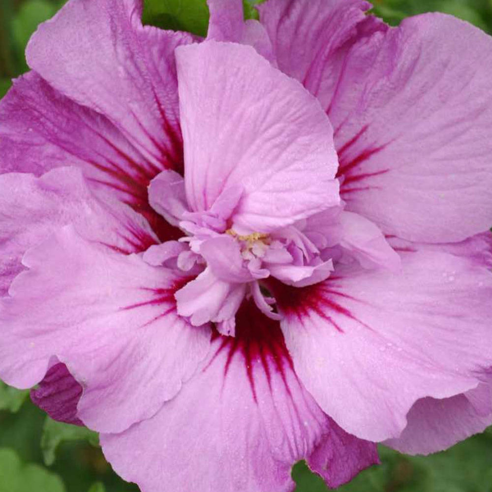 1 gal. Hibiscus Tahiti Shrub with Pink and Purple Flowers