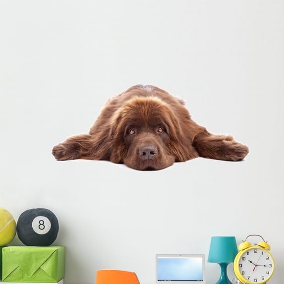 Brown Newfoundland Dog White Wall Decal by Wallmonkeys Peel and Stick Graphic (48 in W x 32 in H) WM298475