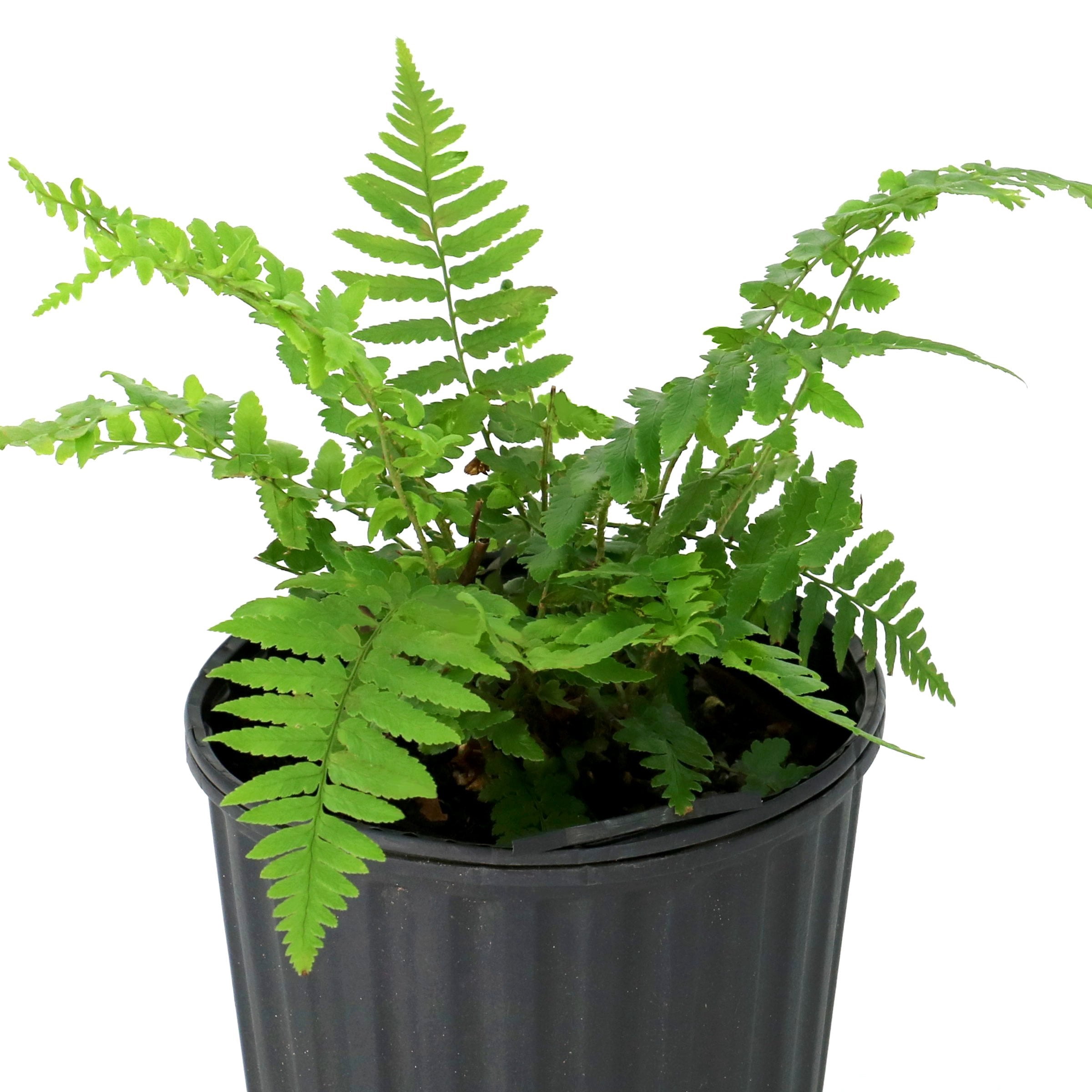 National Plant Network 1 gal. Southern Shield Fern