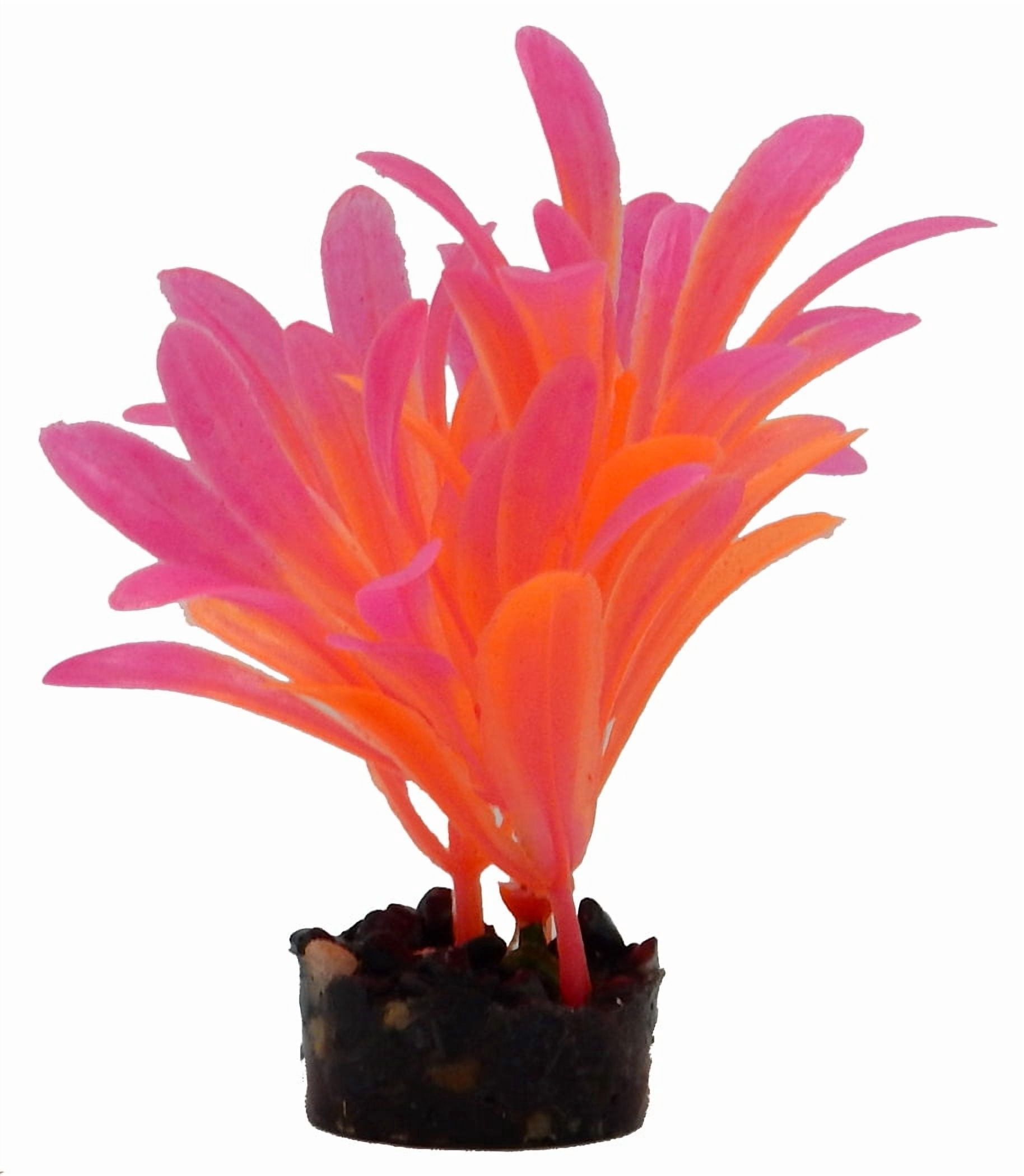 Aqua Culture Bright Plant Assortment