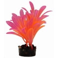 thumbnail image 4 of Aqua Culture Bright Plant Assortment, 4 of 8