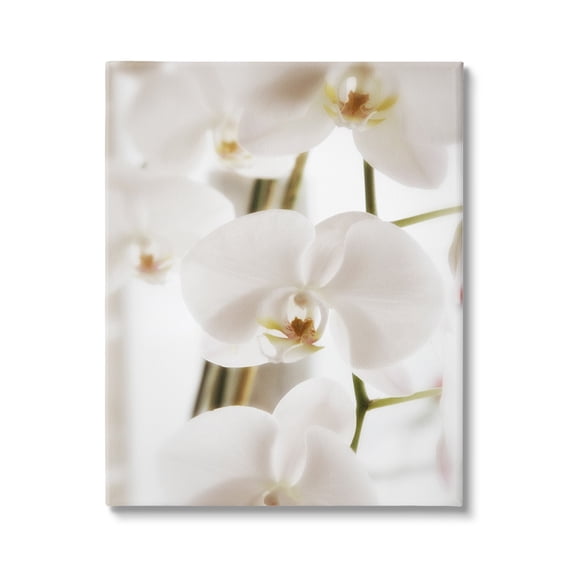 Stupell Elegant White Orchid Petals Botanical & Floral Photography Gallery Wrapped Canvas Print Wall Art