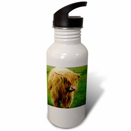 

Scotland Highland cow farm animal - EU36 CMI0128 - Cindy Miller Hopkins 21 oz Sports Water Bottle wb-82799-1