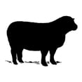 thumbnail image 3 of CafePress - Sheep T Shirt - Men's White Classic Cotton T-Shirts, 3 of 4