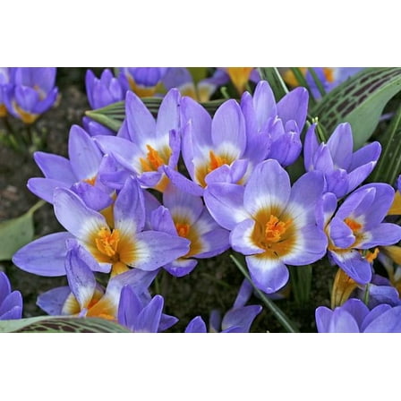 Crocus sieberi 'Tricolor' - Very Hardy! - 5/ cm Bulbs -20 Bulbs