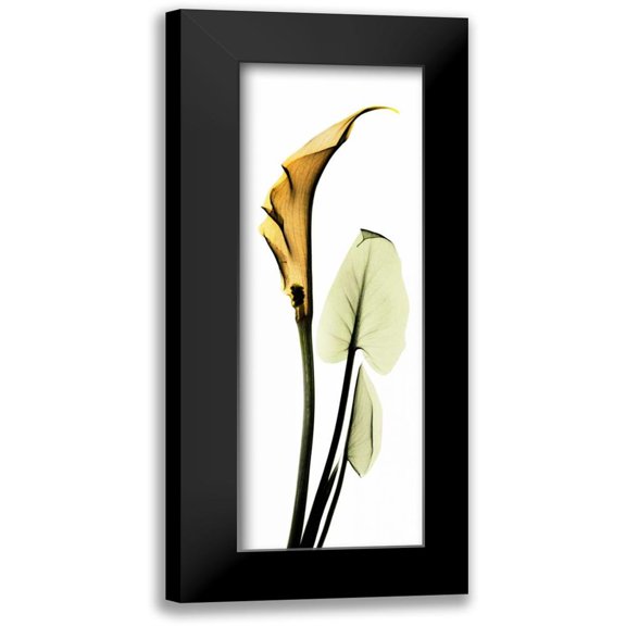 Koetsier, Albert 7x14 Black Modern Framed Museum Art Print Titled - Calla Lily in Gold 2