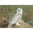 thumbnail image 2 of Archibald Thorburn 24x18 Black Ornate Framed Double Matted Museum Art Print Titled: A Female Snowy Owl (1889), 2 of 5