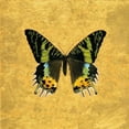 thumbnail image 2 of Charlotte, Joanna 15x15 White Modern Wood Framed Museum Art Print Titled - Butterfly on Gold, 2 of 4