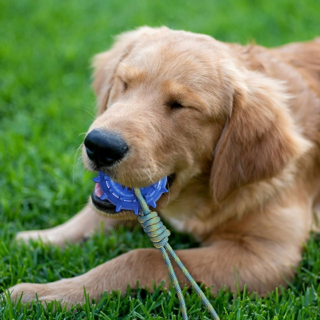 Dog Chew Rope Toy For Interactive Tug Of War Durable Plaything For Enhanced Bonding Ideal For All Sizes Breeds Dog without Stuffing Chew for Aggressive Chewers Medium Breed Dog Easter Dog for Chewers