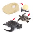 thumbnail image 3 of Vogacara 1 Juego de Kit de ciclo de vida de tortuga, creativo, multifuncional, educativo temprano, divertidos modelos cognitivos, animales Juguetes Educativos, 3 of 6