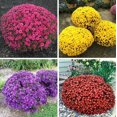 thumbnail image 5 of 50 Seeds-Multi-Color Ground-cover Chrysanthemum Seeds-#M001-Authentic Seeds-Rose seeds-Herb seeds-Vegetable Seeds-Mix Seeds for Plant- B3G1, 5 of 5