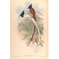 thumbnail image 2 of CAG 22x32 White Modern Wood Framed Museum Art Print Titled - Muscipeta Paradisi, 2 of 4