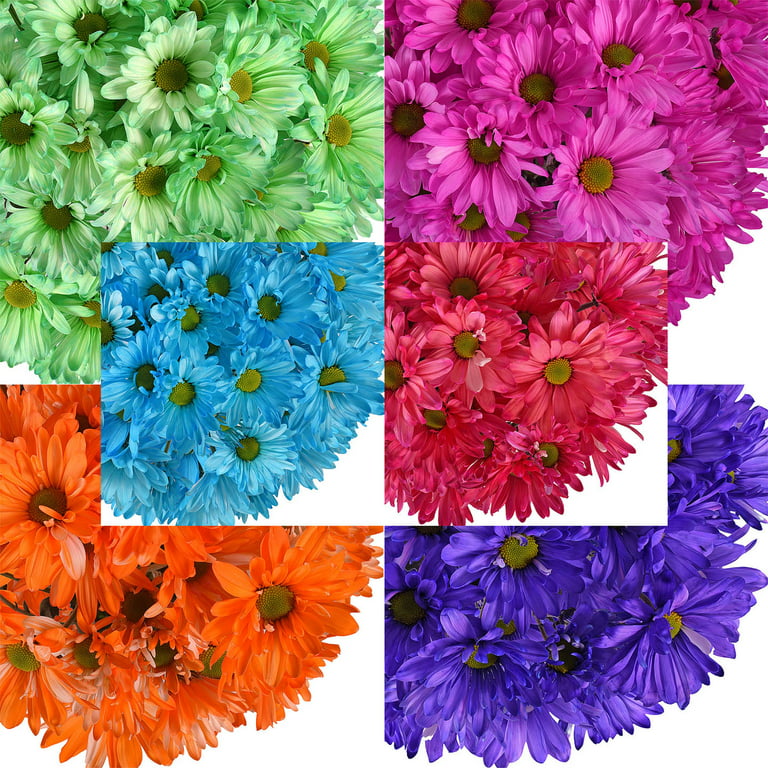 Crazy for Daisies: Types of Colorful Daisies