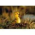 thumbnail image 2 of Vezo, Tom 18x13 White Modern Wood Framed Museum Art Print Titled - Canada Goose gosling, Churchill, Manitoba, Canada, 2 of 4