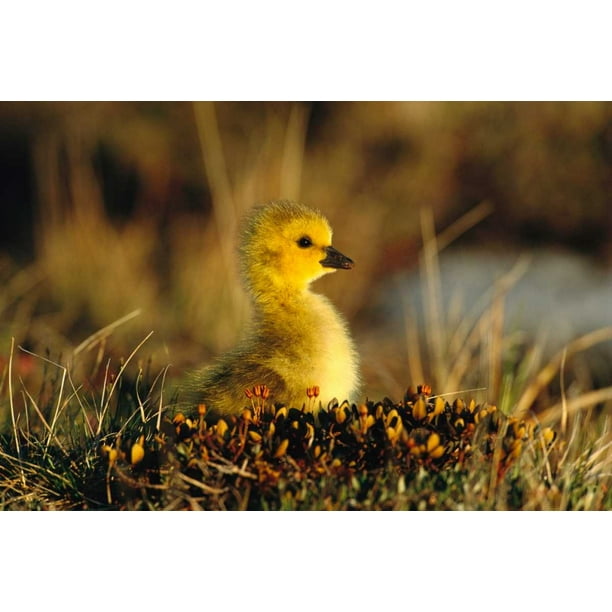 Canada Goose gosling Churchill Manitoba Canada Poster Print by