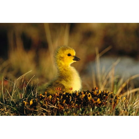 Canada Goose gosling, Churchill, Manitoba, Canada Poster Print by