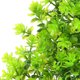 thumbnail image 3 of UPGRATOR Árbol De Acuario Decorativo Resistente Y Para De Y Salada, 3 of 5
