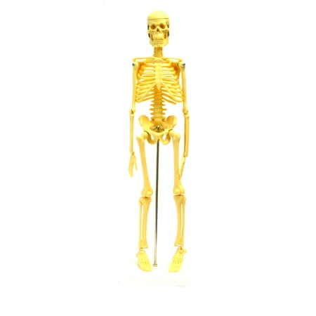 Micro Skeleton  Small Scale Anatomical Model (16.5  Height) price history on PriceWatchPro