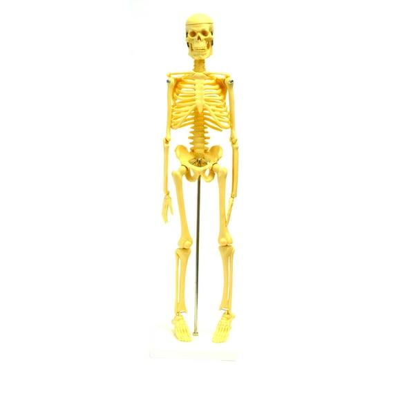 Micro Skeleton, Small Scale Anatomical Model (16.5" Height)