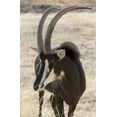 thumbnail image 2 of Kaveney, Wendy 22x32 White Modern Wood Framed Museum Art Print Titled - Namibia, Windhoek, Okapuka Ranch Sable antelope, 2 of 4