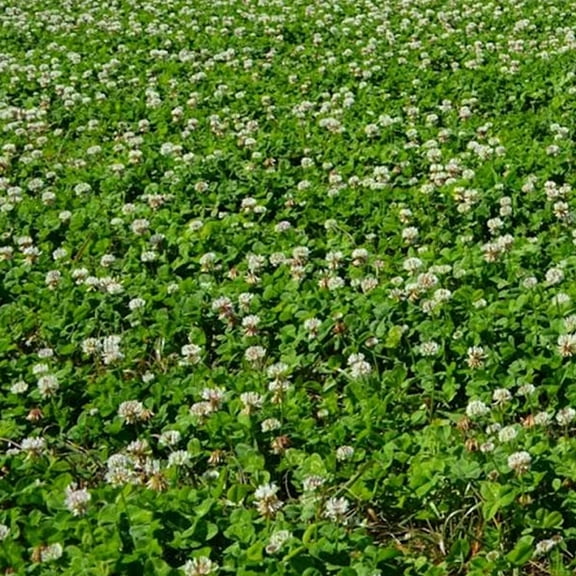 New Zealand Clover - 1 OZ ~46,875 Seeds - Non-GMO, Open Pollinated - Farm & Garden Cover Crop, Ground Cover, Erosion Control Seeds