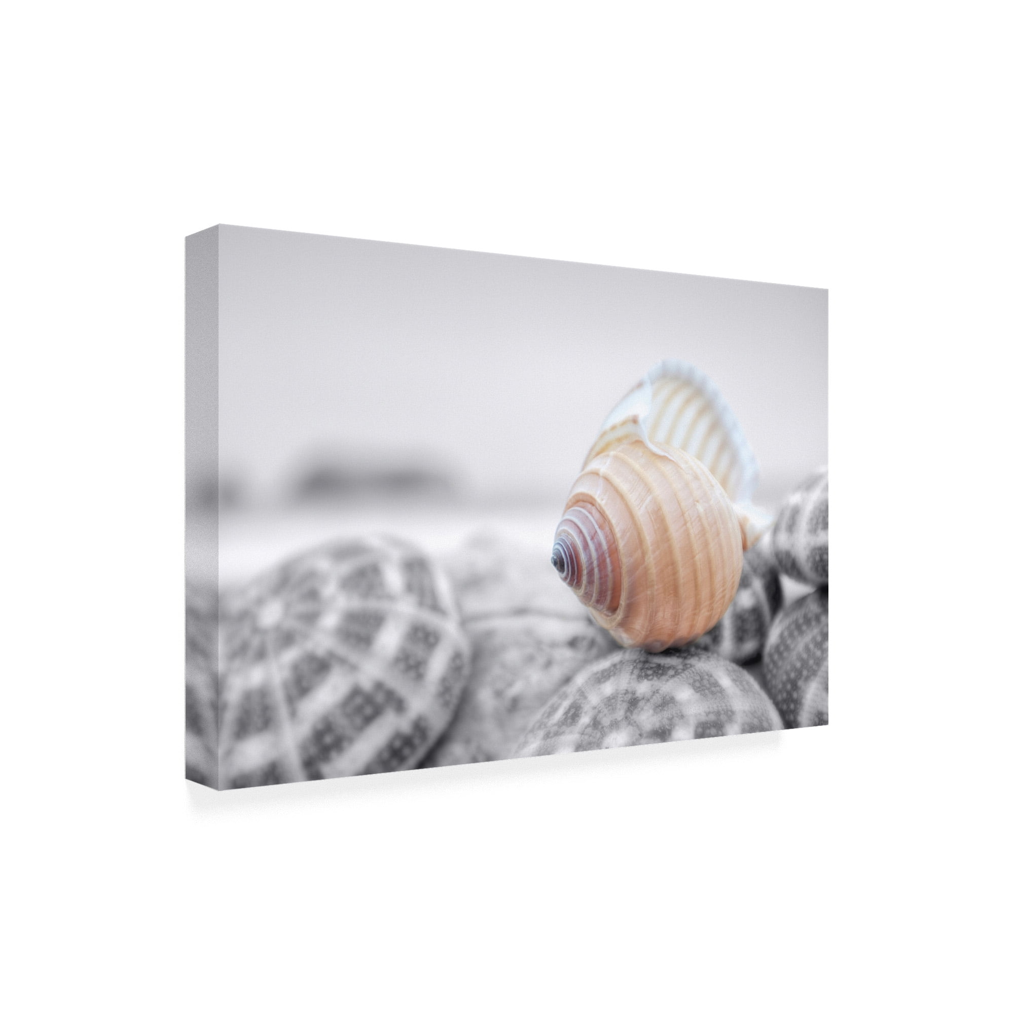 Trademark Fine Art 'Crescent Beach Shells 15' Canvas Art by Alan Blaustei