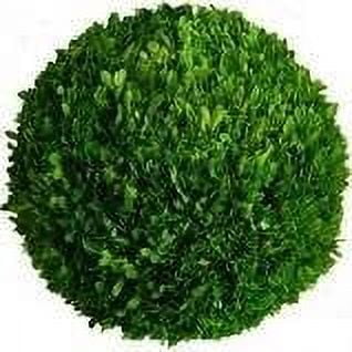 Preserved Boxwood 10" Balls