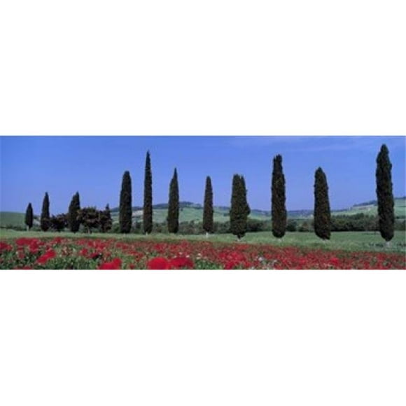 Panoramic Images PPI39443L Field Of Poppies And Cypresses In A Row Tuscany Italy Poster Print by Panoramic Images - 36 x 12