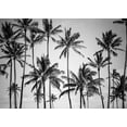 thumbnail image 2 of Design Fabrikken 18x14 White Modern Wood Framed Museum Art Print Titled - Palm Heaven, 2 of 4