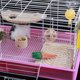 thumbnail image 3 of Conejo Almohadilla Para Jaula De Masticación Toy Mat Cama Chinchilla Tablero De Yinane PET COBBIT WOOD PAD, 3 of 8