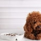 thumbnail image 4 of Comedero lento para perros, tazón de cerámica para perros y gatos, plato para perros, cuencos de comida de alimentación lenta para cachorros de Bulldog, perros medianos, dieta para mascotas Adepaton 2034761-1, 4 of 9