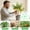 🥝 Green_Base#306, variant on Plant Support Clips Set 16 Pack - Fixing Clamp Climbing Support Frame, Adjustable Flower Vine Clips, Durable Garden Trellis Holders for Indoor Outdoor Plants