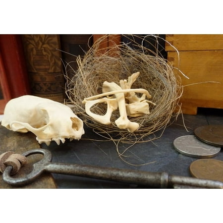 Nest Key - LAMINATED POSTER Skull Key Nest Bones Poster Print 24 x 36