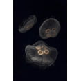 thumbnail image 2 of Grall, Don 11x14 Black Ornate Wood Framed with Double Matting Museum Art Print Titled - Tennessee, Chattanooga Moon jellyfish, 2 of 4
