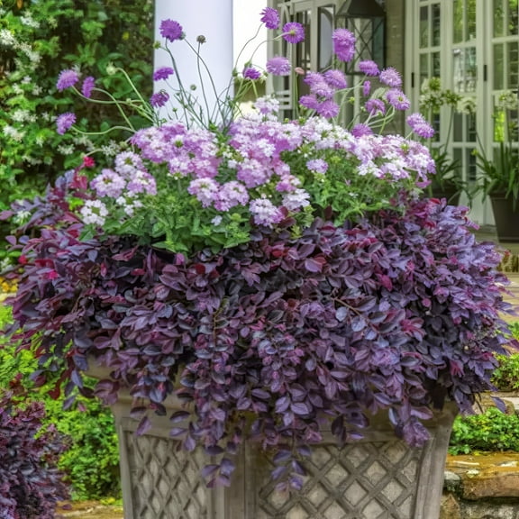 3 gal Loropetalum Purple Daydream Live Shrub with Pink Flowers