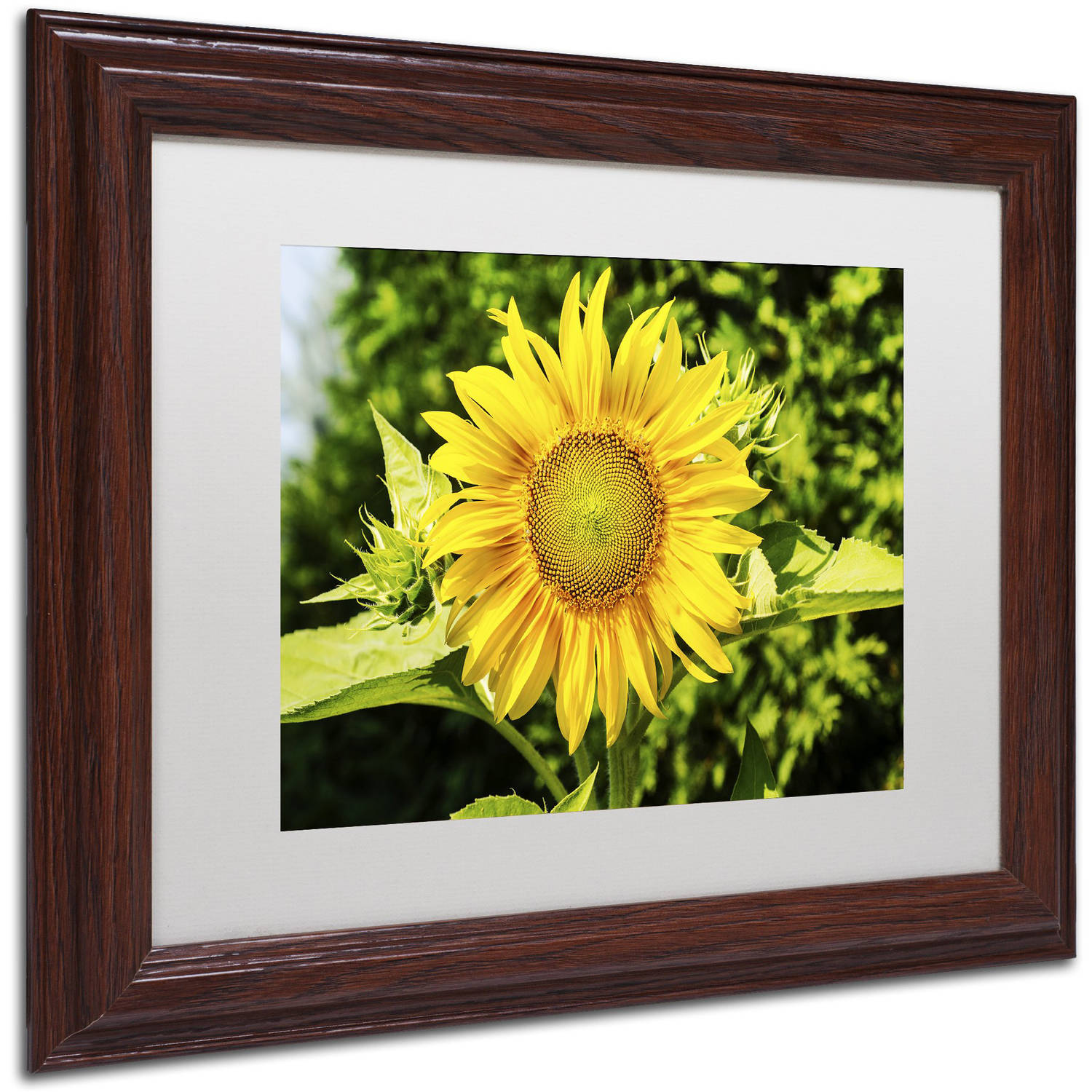 Trademark Fine Art "Just a Sunflower" Canvas Art by Kurt Shaffer, White Matte, Wood Frame