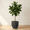 Black, variant on Ecobo 15.7" Tall, Eco-Friendly Round Pot Planter, Cocoa Indoor/Outdoor use, Durable, Versatile & Lightweight, Designed by Brazilian Artisans, Contemporary All-Weather Design – Brown