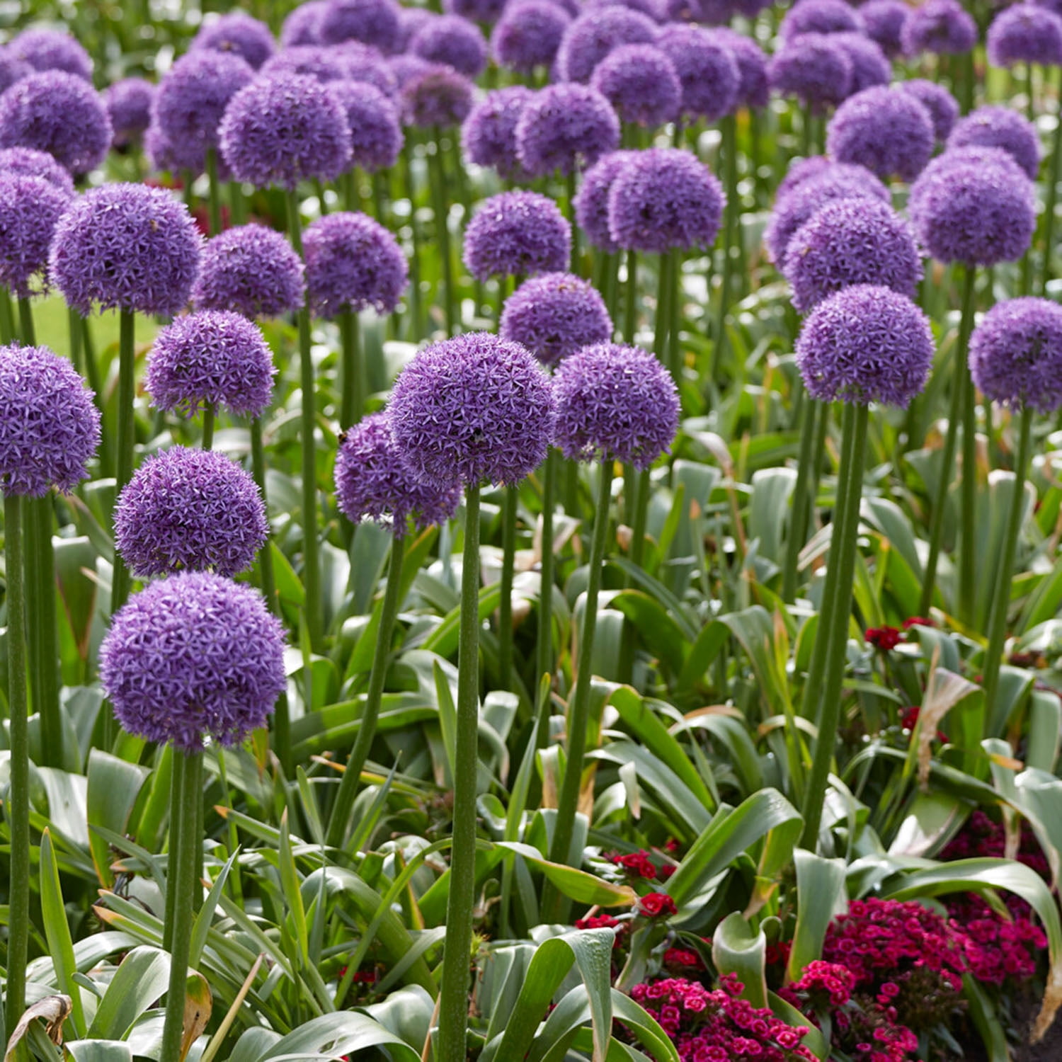 Garden State Bulb Globemaster Giant Allium Flower Bulbs, 20/22cm, Purple (Bag of 30)
