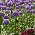 thumbnail image 4 of Garden State Bulb Globemaster Giant Allium Flower Bulbs, 20/22cm, Purple (Bag of 30), 4 of 8