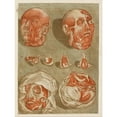 thumbnail image 3 of Arnauld Gautier d'Agoty 15x18 Black Modern Framed Museum Art Print Titled - Four Dissected Heads with Details of Eyes, 3 of 5