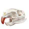 thumbnail image 1 of Calavera de copío con forma de animal real de taxidermia para regalo educativo, 1 of 6