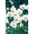 thumbnail image 4 of White Bride Anemone Bulbs for Planting - Easy to Grow Perennial Flower Bulbs - Colorful Spring Flowers (50 Bulbs), 4 of 5