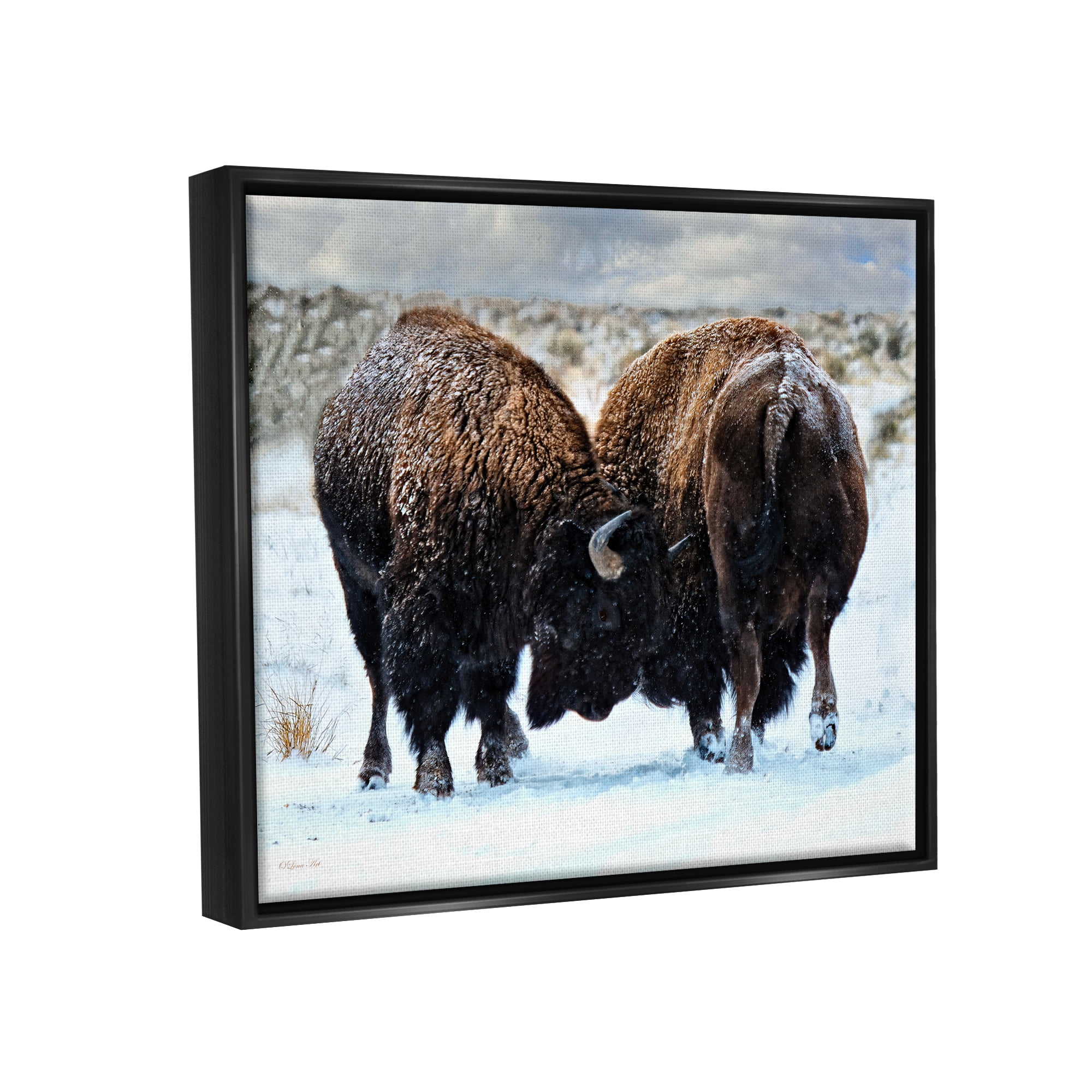 Stupell Industries Fighting Bison Snow Scene Animals & Insects Photography Black Floater Framed Art Print Wall Art, 21 x 17
